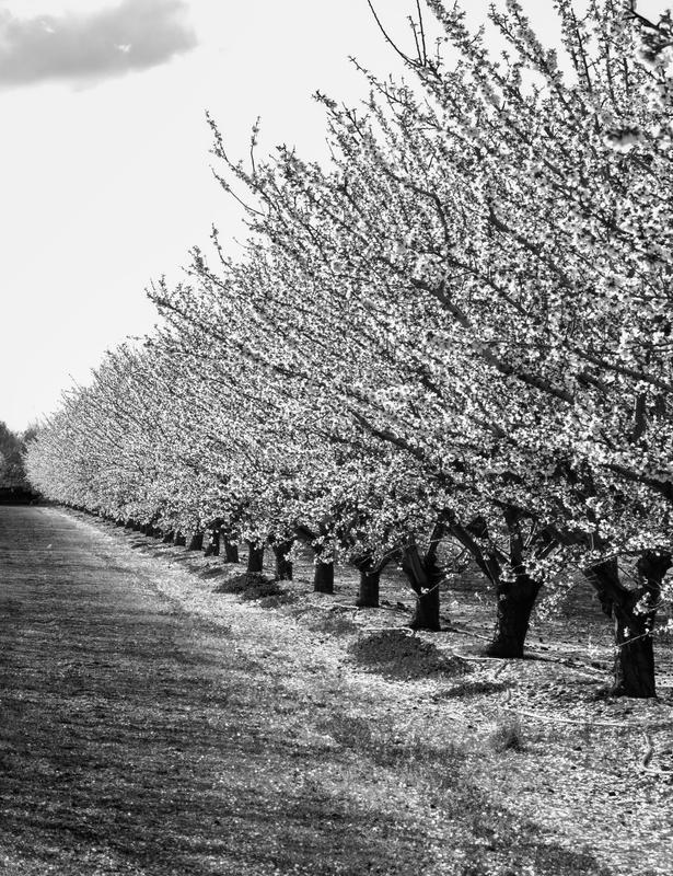 Almond Orchard
